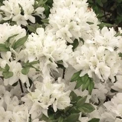 Azalée Du Japon Schneewittchen - Rhododendron Hybride