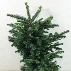 Sapin Noble - Abies Procera Bizarro