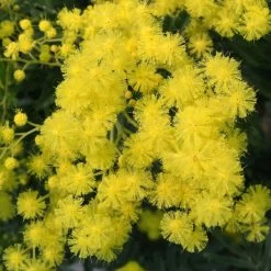 Mimosa - Acacia Dealbata