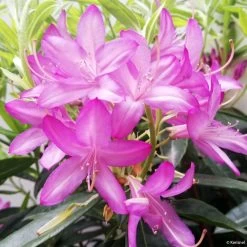 Azalée Hybride - Azaleodendron (x) Gowenianum