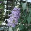 Buddleia Lochinch - Arbre Aux Papillons