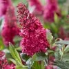Buddleja Davidii Butterfly Candy Little Ruby - Arbre Aux Papillons Nain