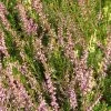 Bruyère D'été - Calluna Vulgaris Marleen