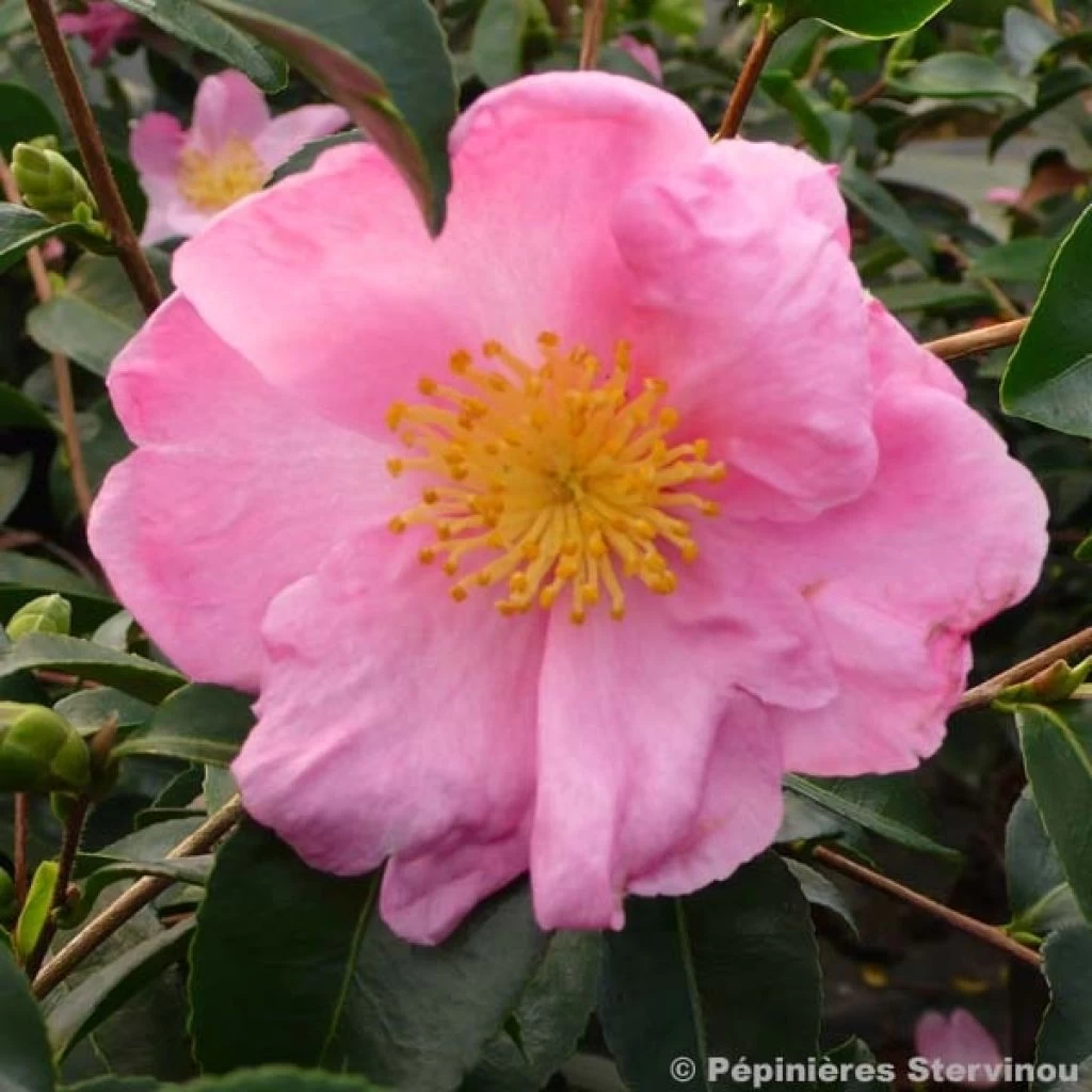 Camélia D'automne - Camellia Sasanqua Plantation Pink 1 Camélia D'automne - Camellia Sasanqua Plantation Pink