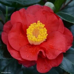 Camélia San Dimas - Camellia Japonica