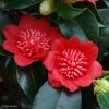 Camelia Bob's Tinsie - Camellia Japonica