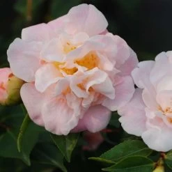 Camélia Champêtre - Camellia High Fragrance