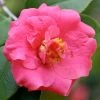 Camélia Lady Campbell - Camellia Japonica