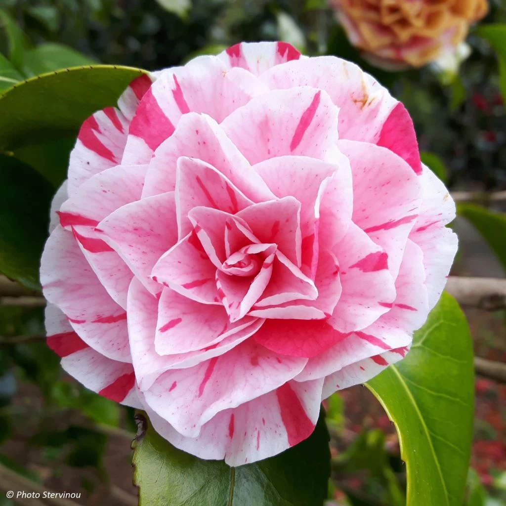 Camélia Lavinia Maggi - Camellia Japonica 1 Camélia Lavinia Maggi - Camellia Japonica