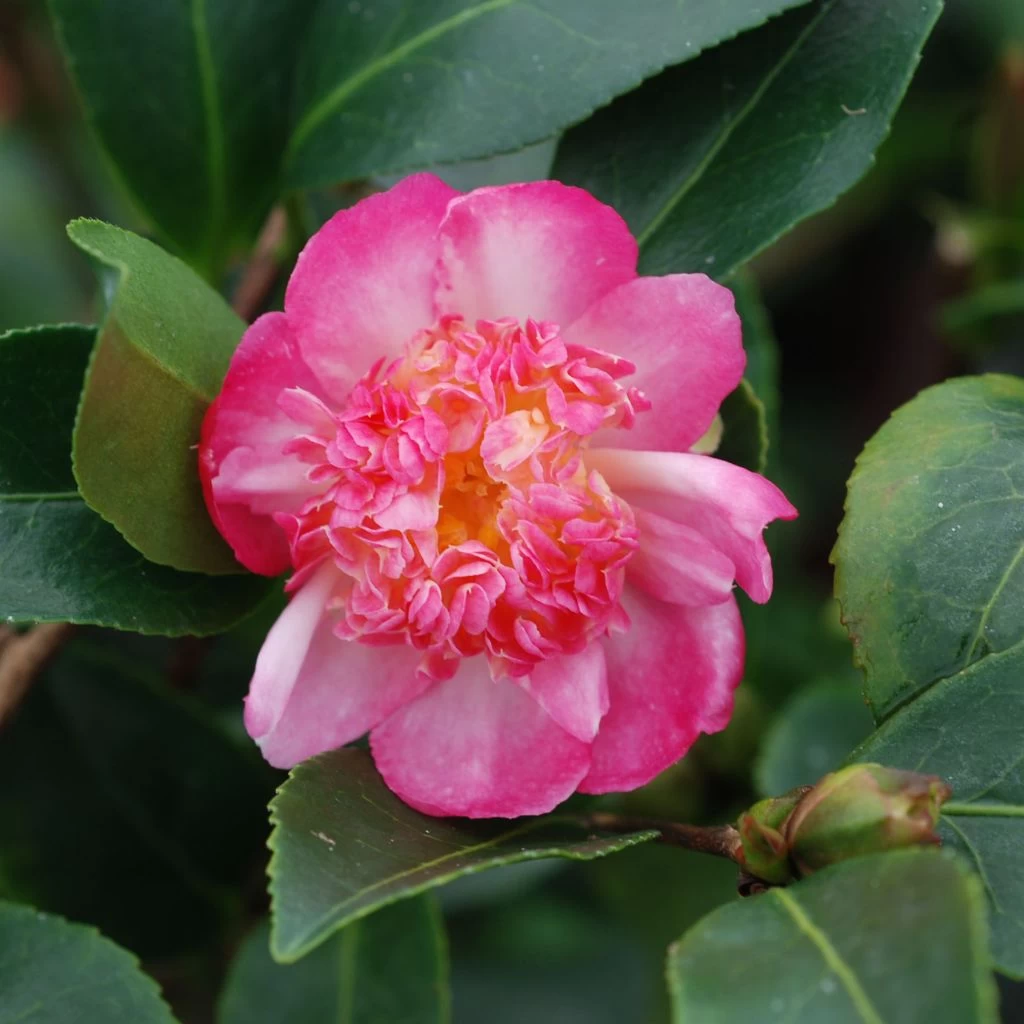 Camélia D'automne - Camellia Sasanqua Choji Guruma 1 Camélia D'automne - Camellia Sasanqua Choji Guruma