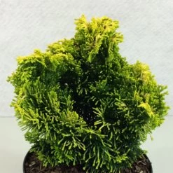 Chamaecyparis Obtusa Andorra - Faux Cyprès Hinoki Du Japon