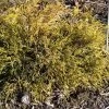 Cyprès Sawara - Chamaecyparis Pisifera Sungold