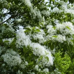 Chionanthus Retusus - Arbre De Neige