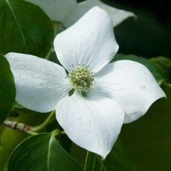 Cornus Kousa China Girl - Cornouiller Du Japon Blanc