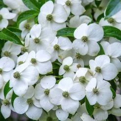Cornus Angustata Empress Of China - Cornouiller Chinois