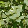 Cornus Capitata - Cornouiller De L'Himalaya