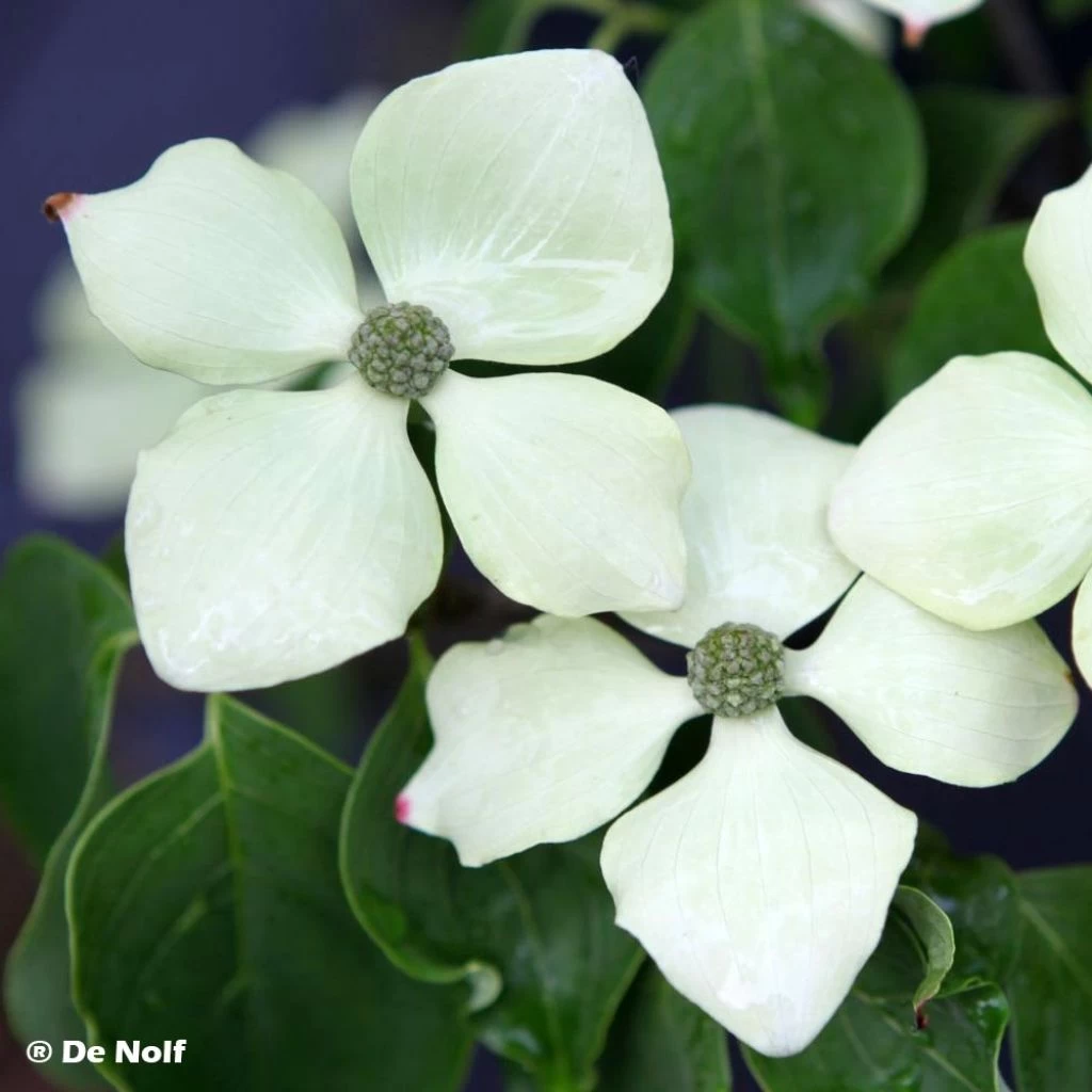 Cornus Kousa Schmetterling - Cornouiller Du Japon 1 Cornus Kousa Schmetterling - Cornouiller Du Japon