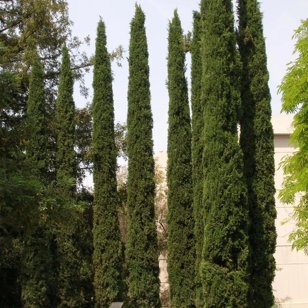Cupressus Sempervirens Stricta - Cyprès D'Italie 1 Cupressus Sempervirens Stricta - Cyprès D'Italie