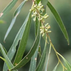 Eucalyptus Amygdalina Ou Salicifolia - Gommier-menthe Noir