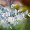 Eucalyptus Gunnii Silverana - Gommier Cidre