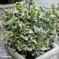 Euonymus Fortunei Dan's Delight - Fusain Persistant