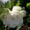 Gardenia Jasminoides Double Mint