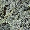 Genévrier écailleux - Juniperus Squamata Blue Spider
