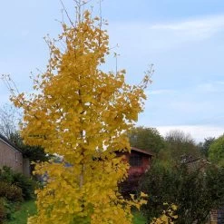 Ginkgo Biloba Fastigiata Gold Flame - Arbre Aux Quarante écus