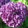 Hortensia - Hydrangea Macrophylla Hovaria Hobergine
