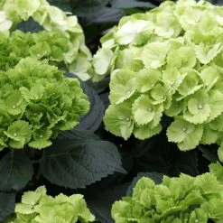 Hortensia - Hydrangea Macrophylla Verdi