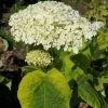 Hortensia Arborescens Golden Annabelle