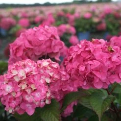 Hortensia - Hydrangea Macrophylla Endless Summer Bloomstar