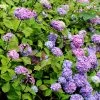Hortensia - Hydrangea Macrophylla Nigra