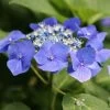Hortensia Macrophylla Teller Blue