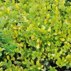 Houx Crénelé - Ilex Crenata Golden Gem