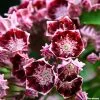 Kalmia Latifolia Bull's Eye - Laurier Des Montagnes Rouge Et Blanc