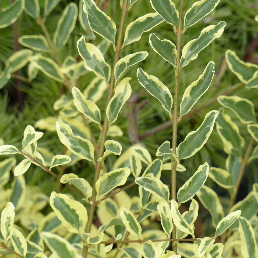 Ligustrum Ibota Musli - Troène 1 Ligustrum Ibota Musli - Troène
