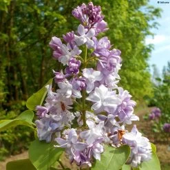 Lilas Commun - Syringa Vulgaris Konchalovskii