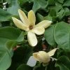Magnolia Brooklynensis Yellow Bird