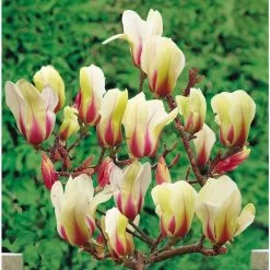 Magnolia Denudata Sunrise
