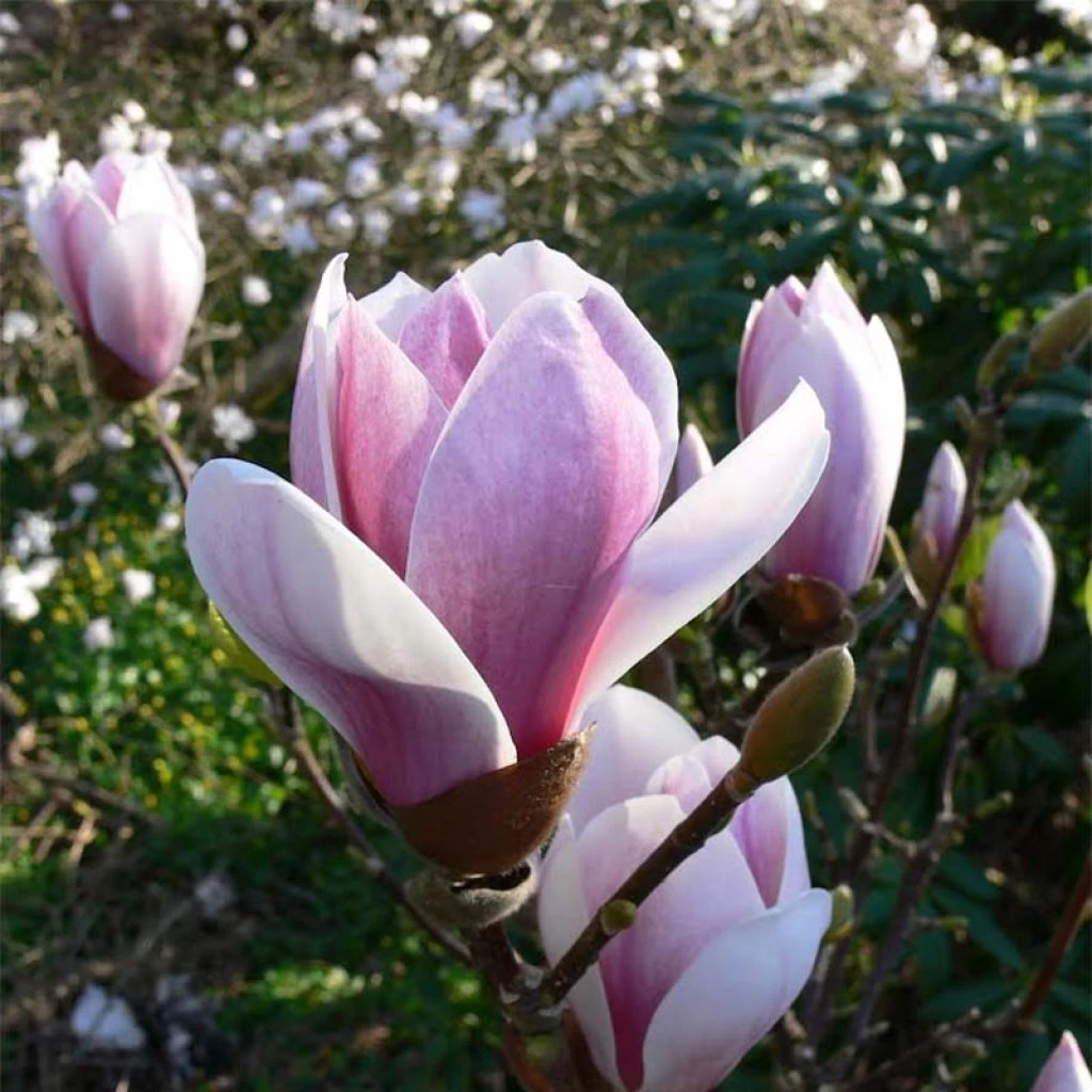 Magnolia Soulangeana Satisfaction 1 Magnolia Soulangeana Satisfaction