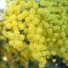 Mimosa - Acacia Howittii Clair De Lune