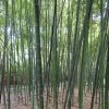 Phyllostachys Glauca - Bambou Moyen