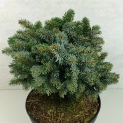 Epicea De Sitka - Picea Sitchensis Rom