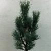 Pin Cembro Nain - Pinus Cembra Compacta Glauca