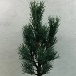 Pin Cembro Nain - Pinus Cembra Compacta Glauca