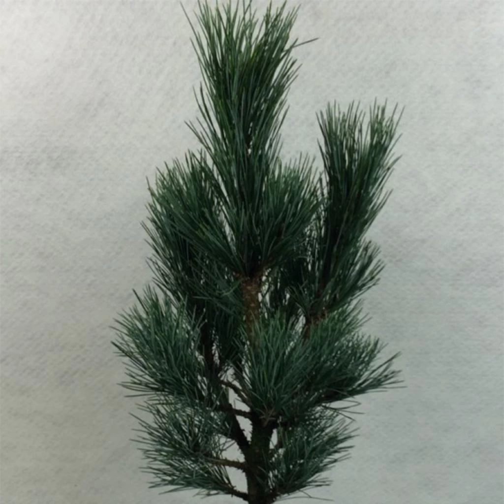 Pin Cembro Nain - Pinus Cembra Compacta Glauca 1 Pin Cembro Nain - Pinus Cembra Compacta Glauca