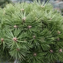 Pinus Nigra Agnes Brégeon - Pin Noir