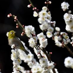 Pêcher à Fleurs - Prunus Persica Taoflora White