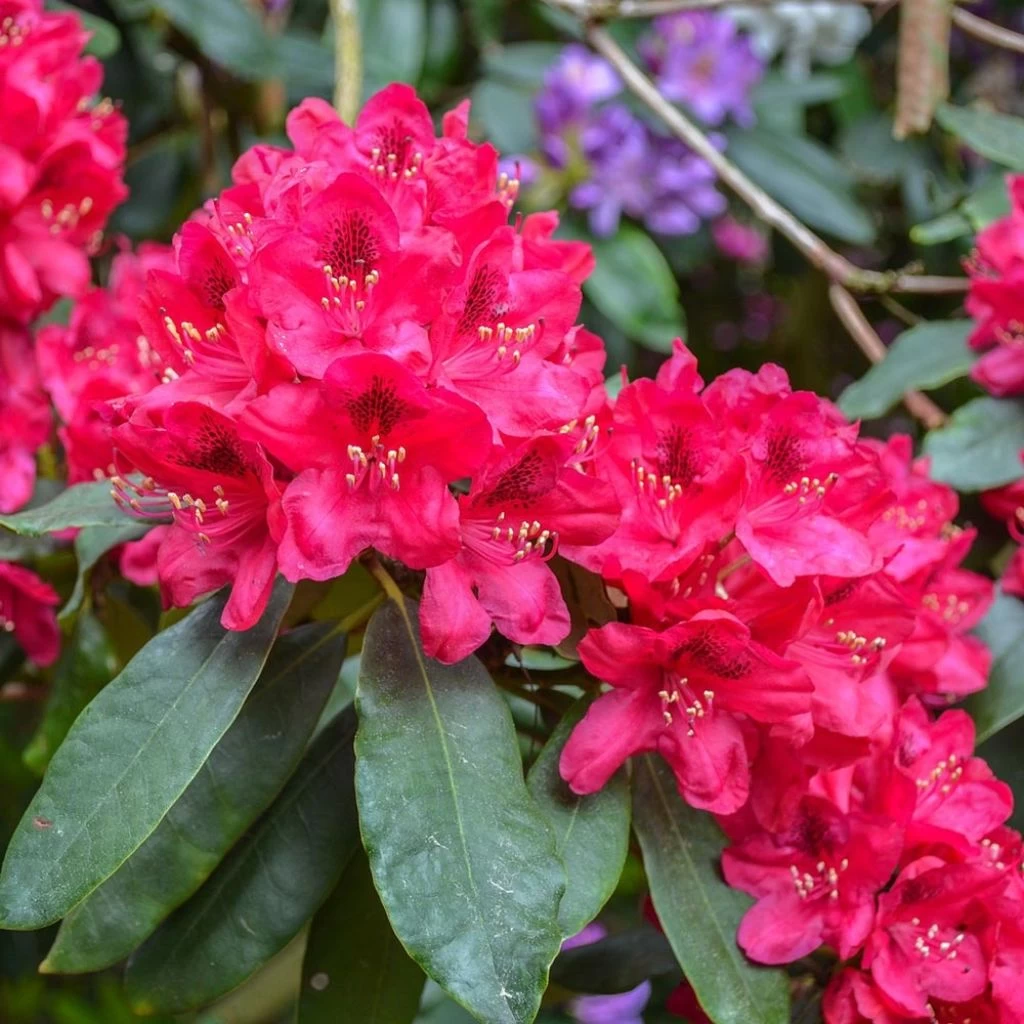 Rhododendron Hybride Lord Roberts 1 Rhododendron Hybride Lord Roberts